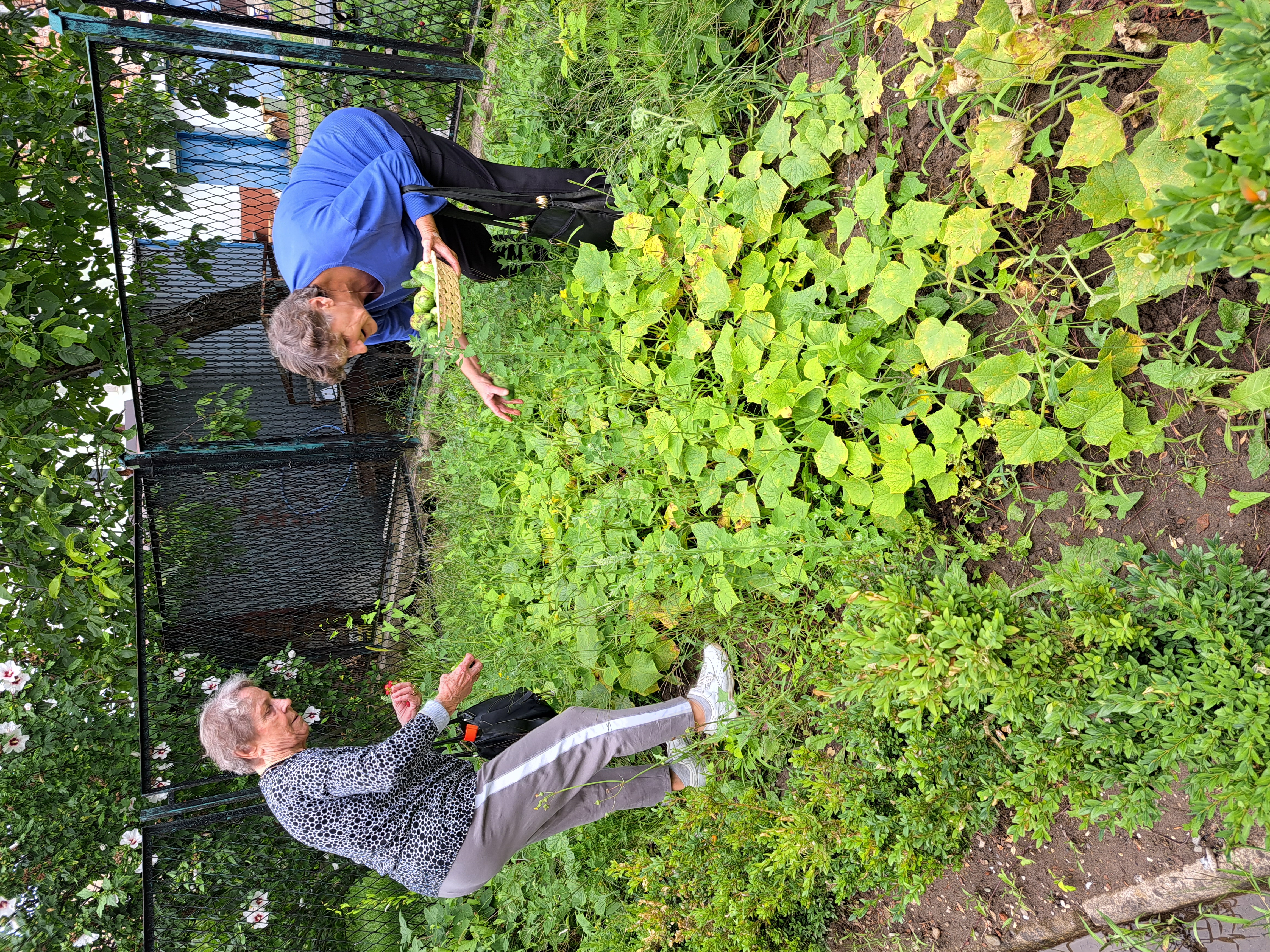 Dwie Seniorki zbierają ogórki